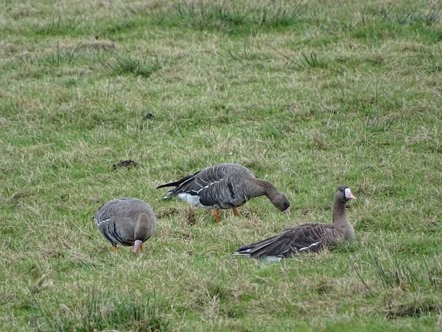 年西甲對赫 年西甲對赫